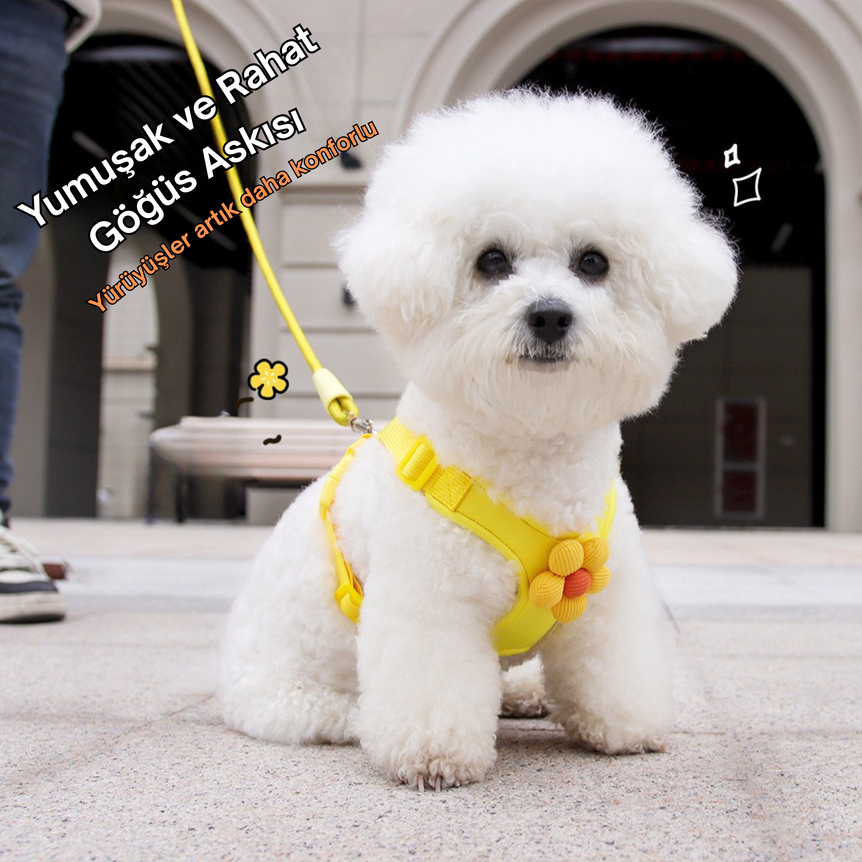 Maltipoodle