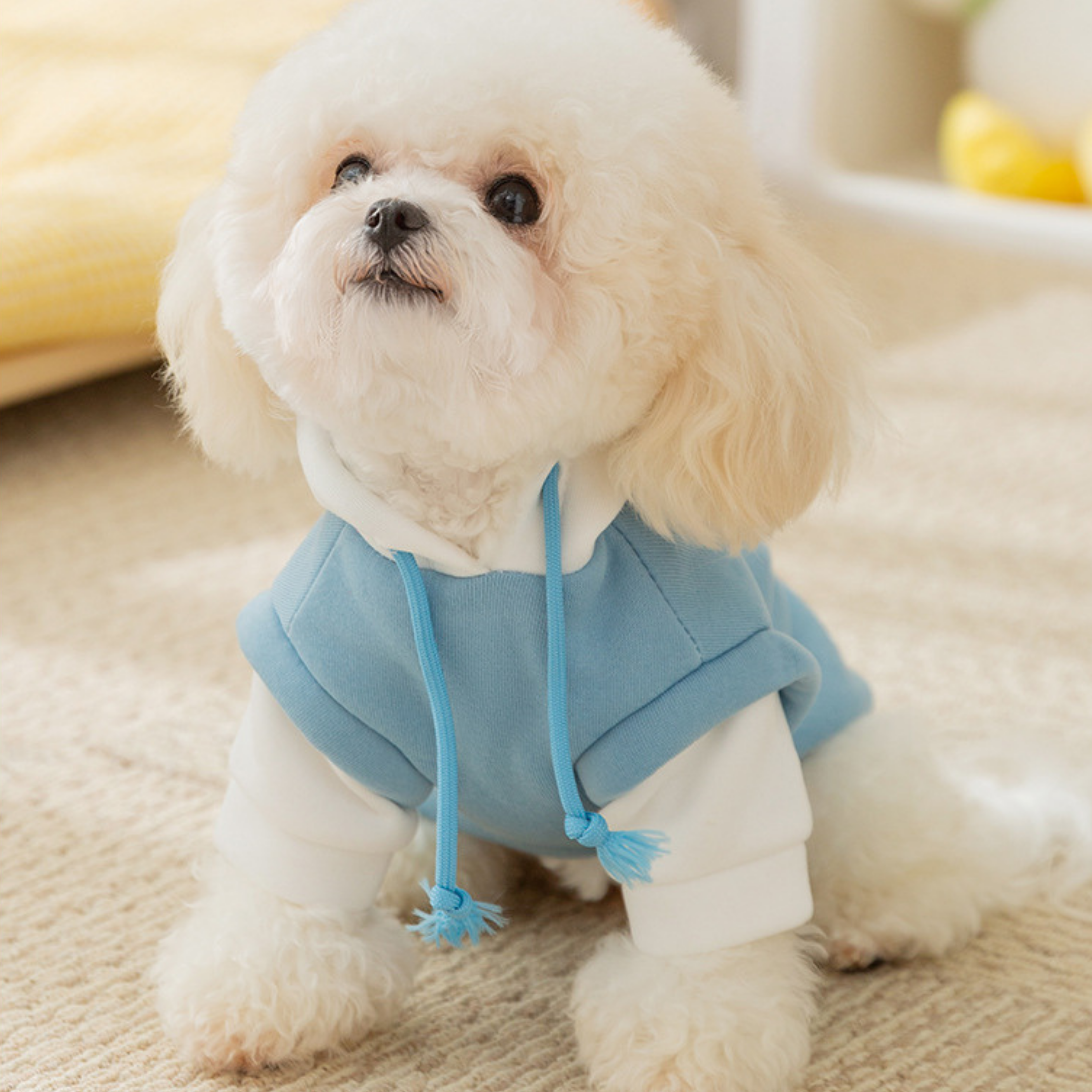 Kapüşonlu Pati Hoodie