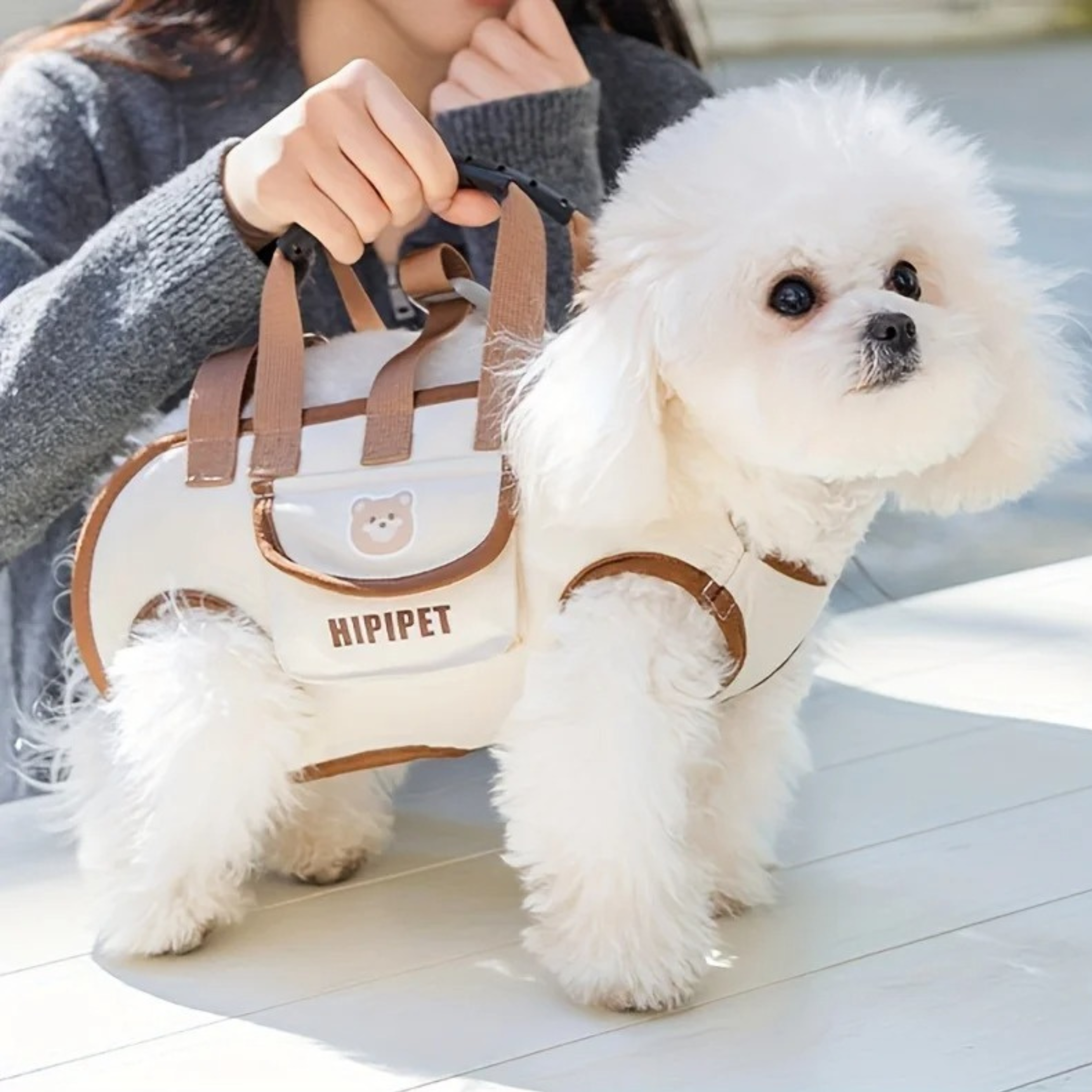 Maltipoodle