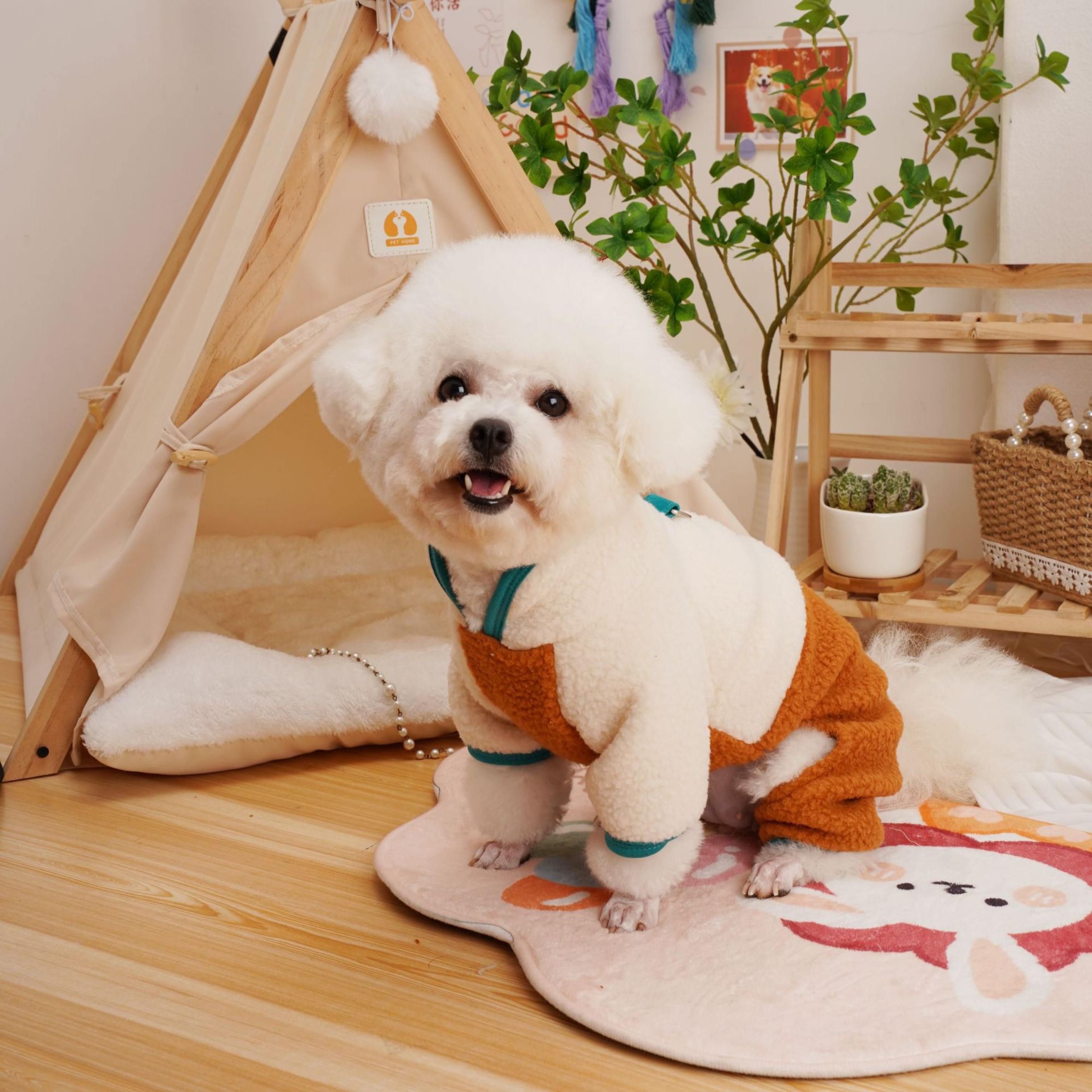 Maltipoodle