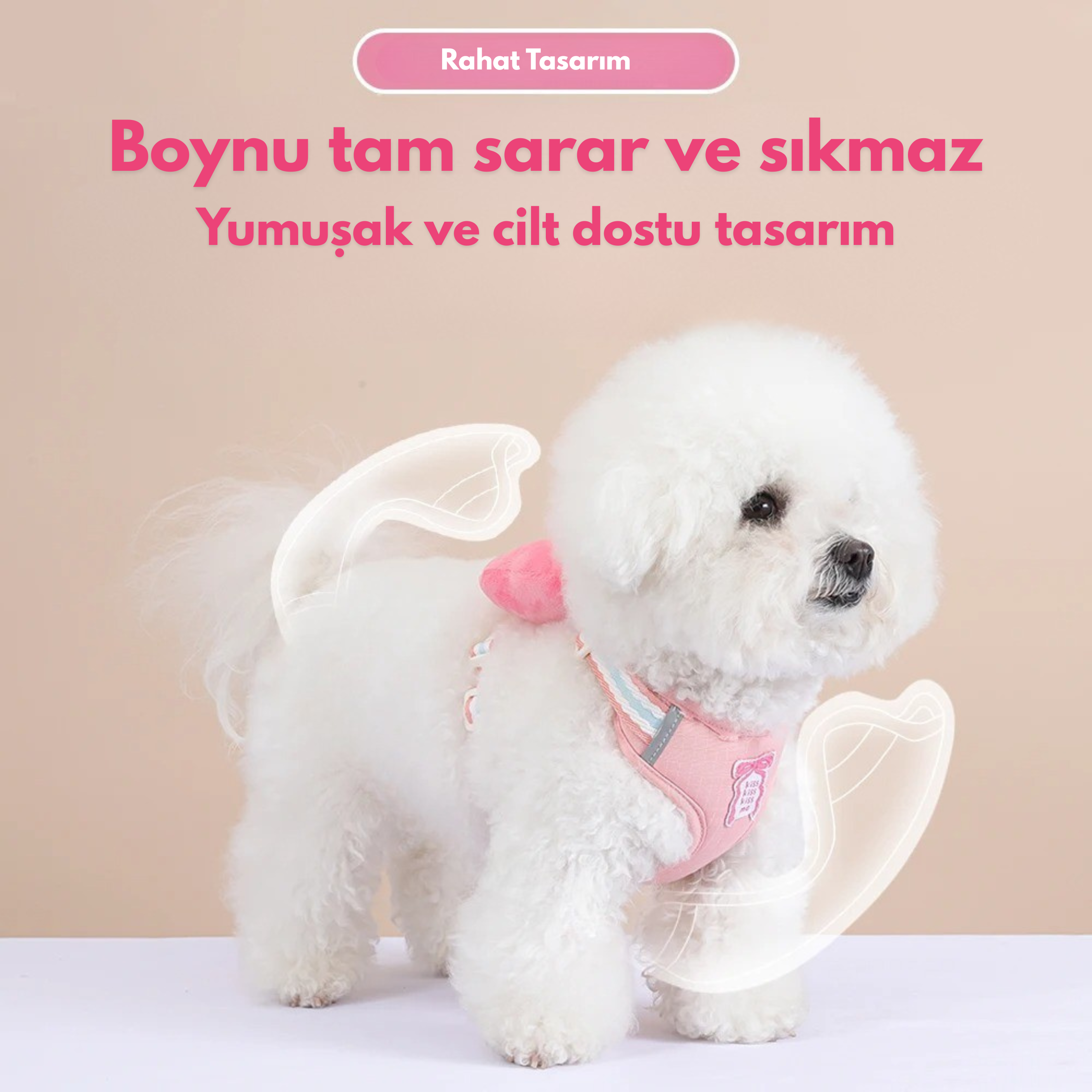 Maltipoodle