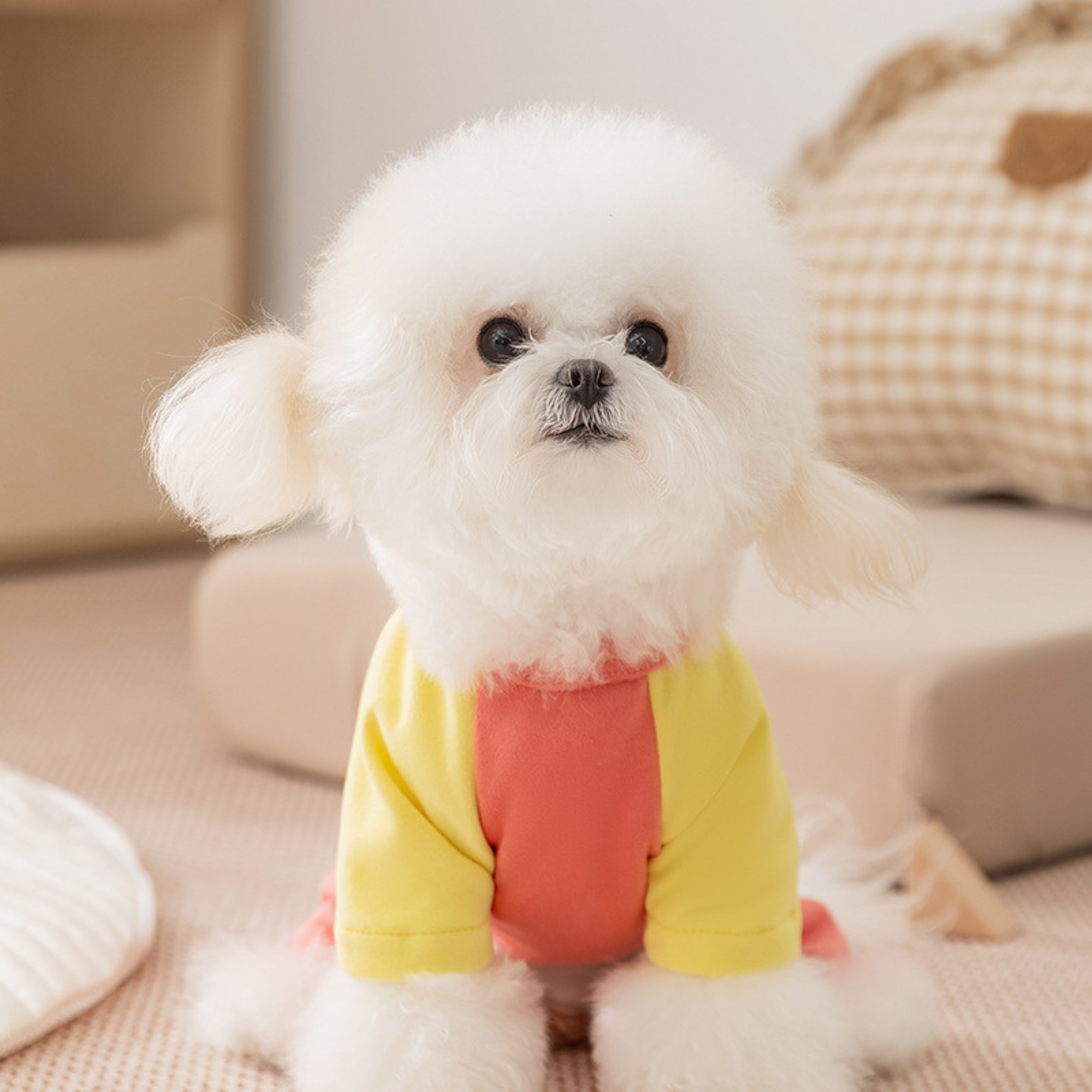 MiniMood Köpek Kıyafeti