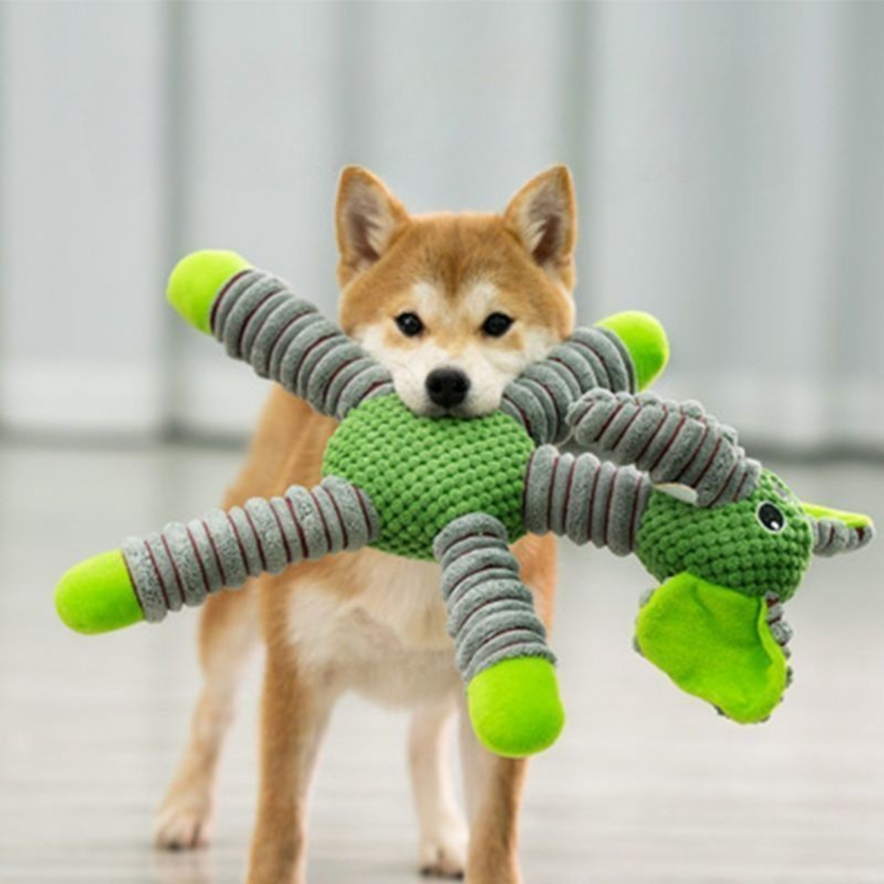 Maltipoodle