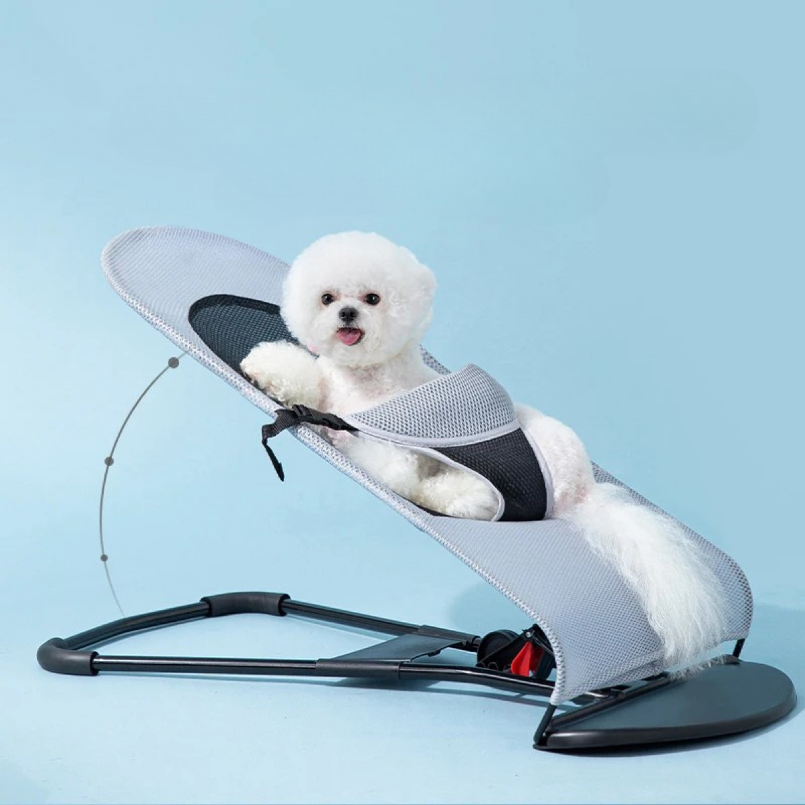 Maltipoodle