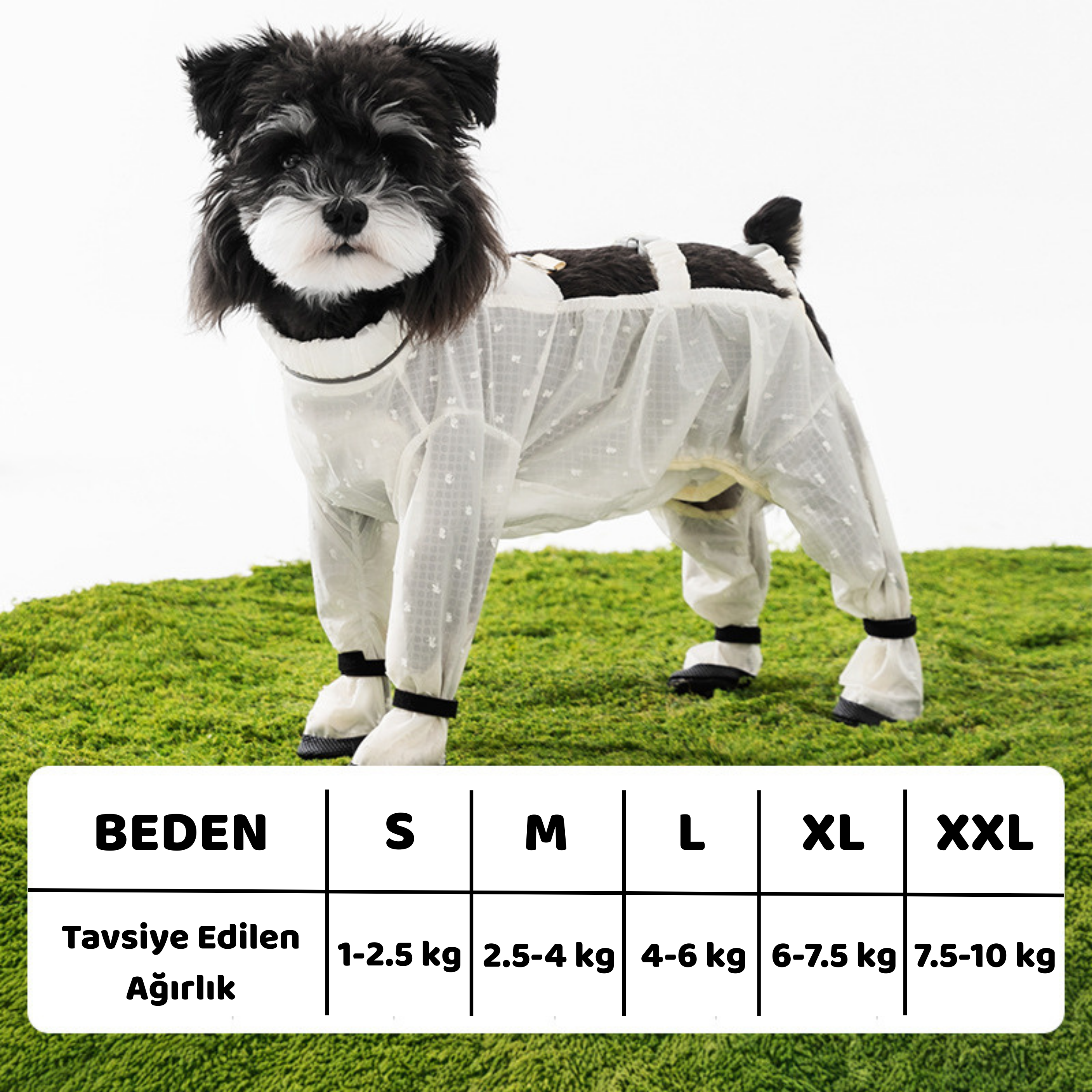 Maltipoodle