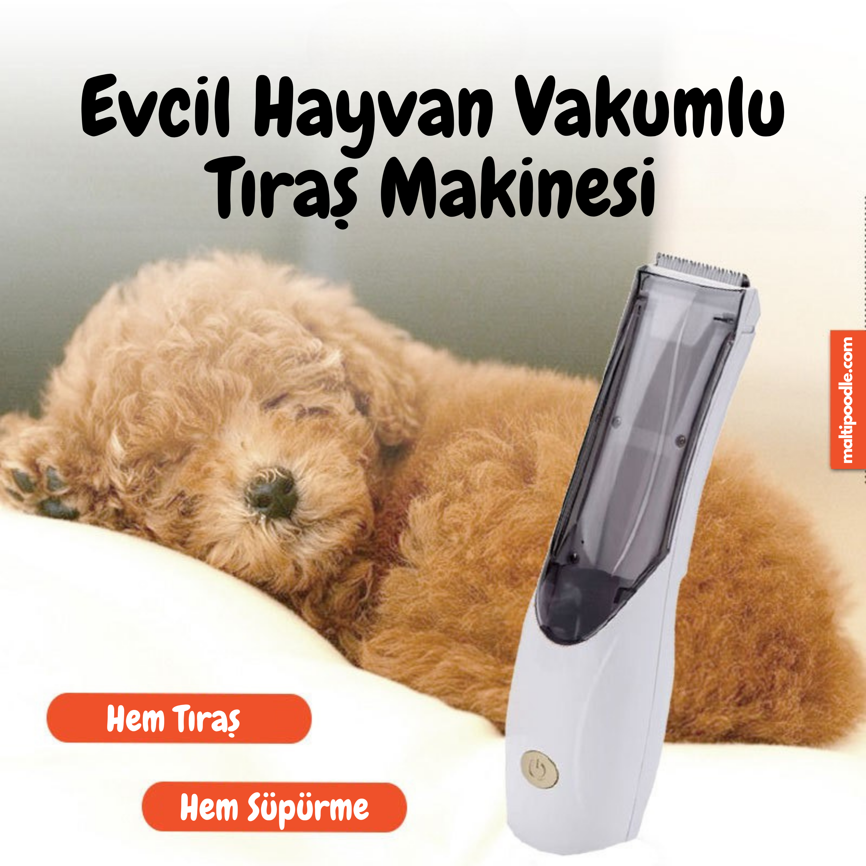 Maltipoodle