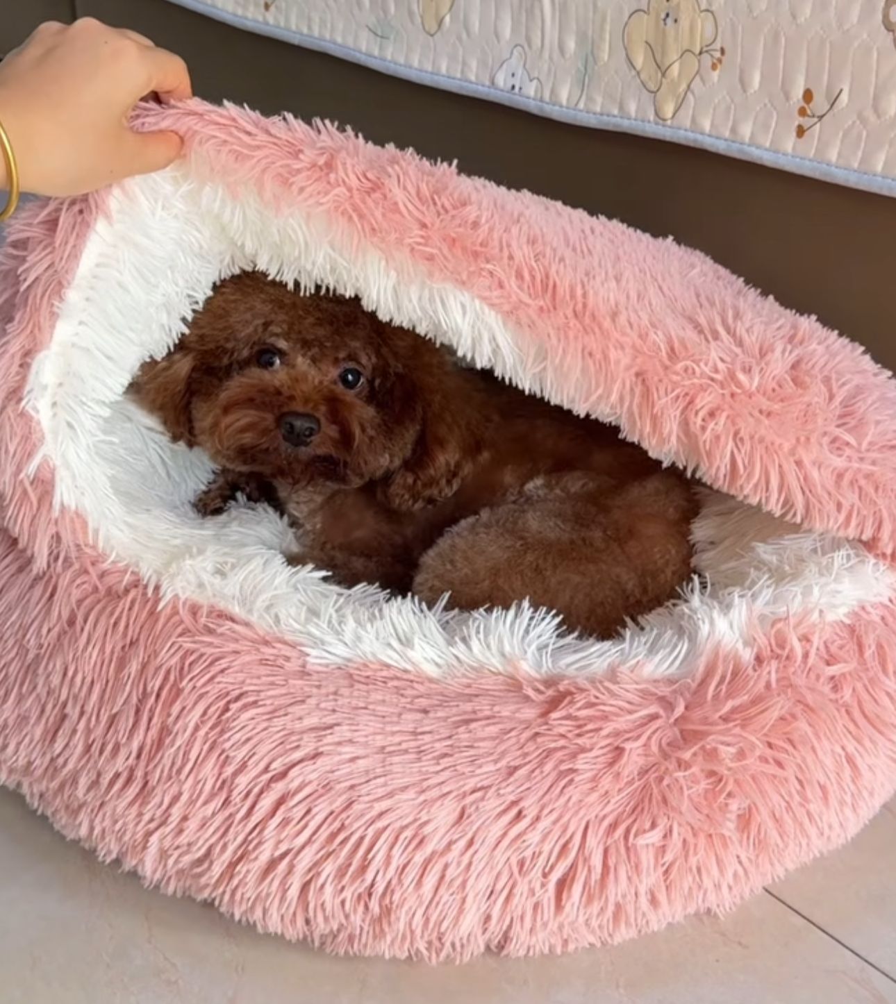 Maltipoodle