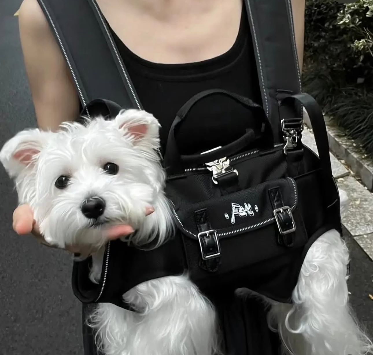 Maltipoodle