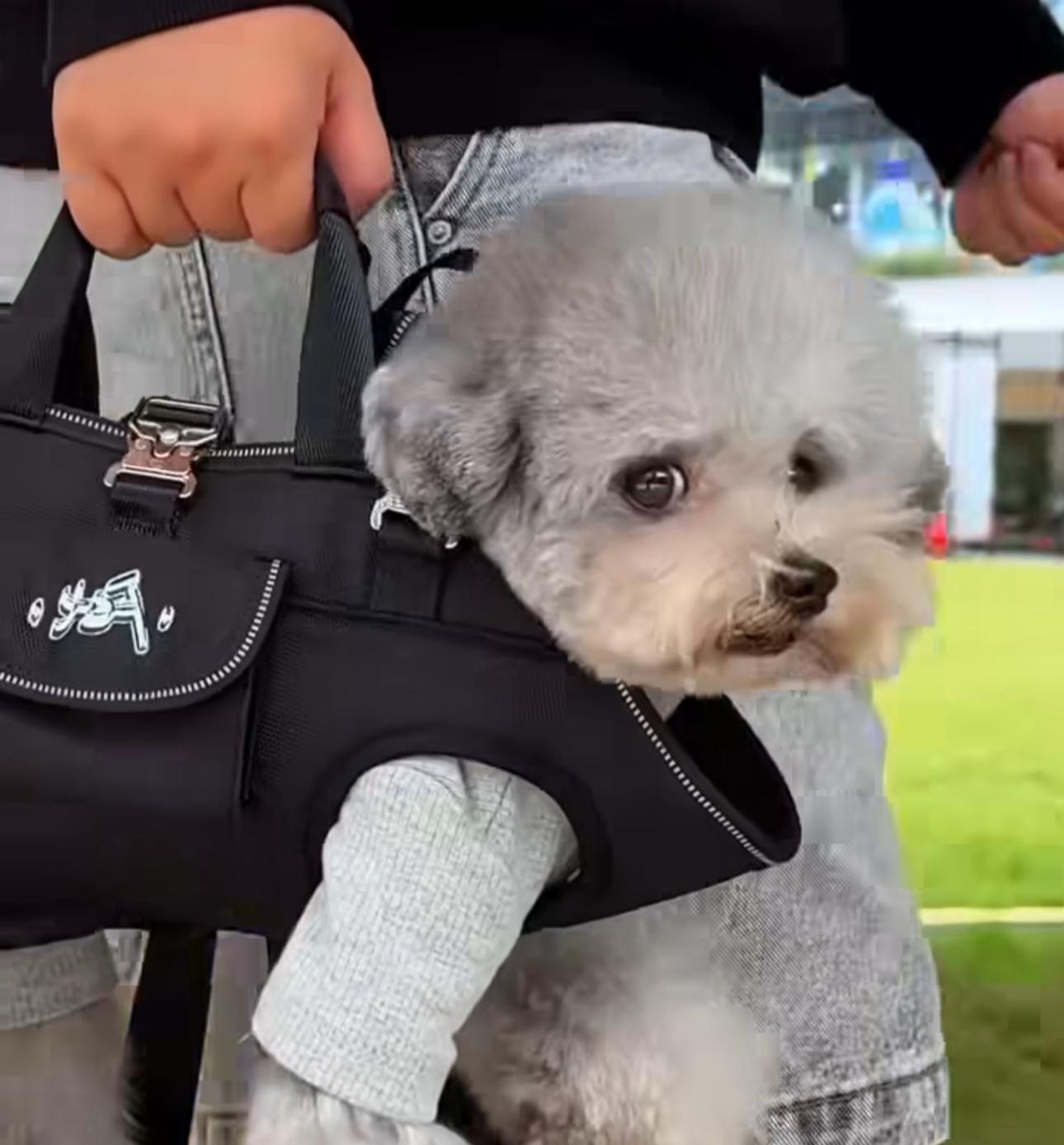 Maltipoodle