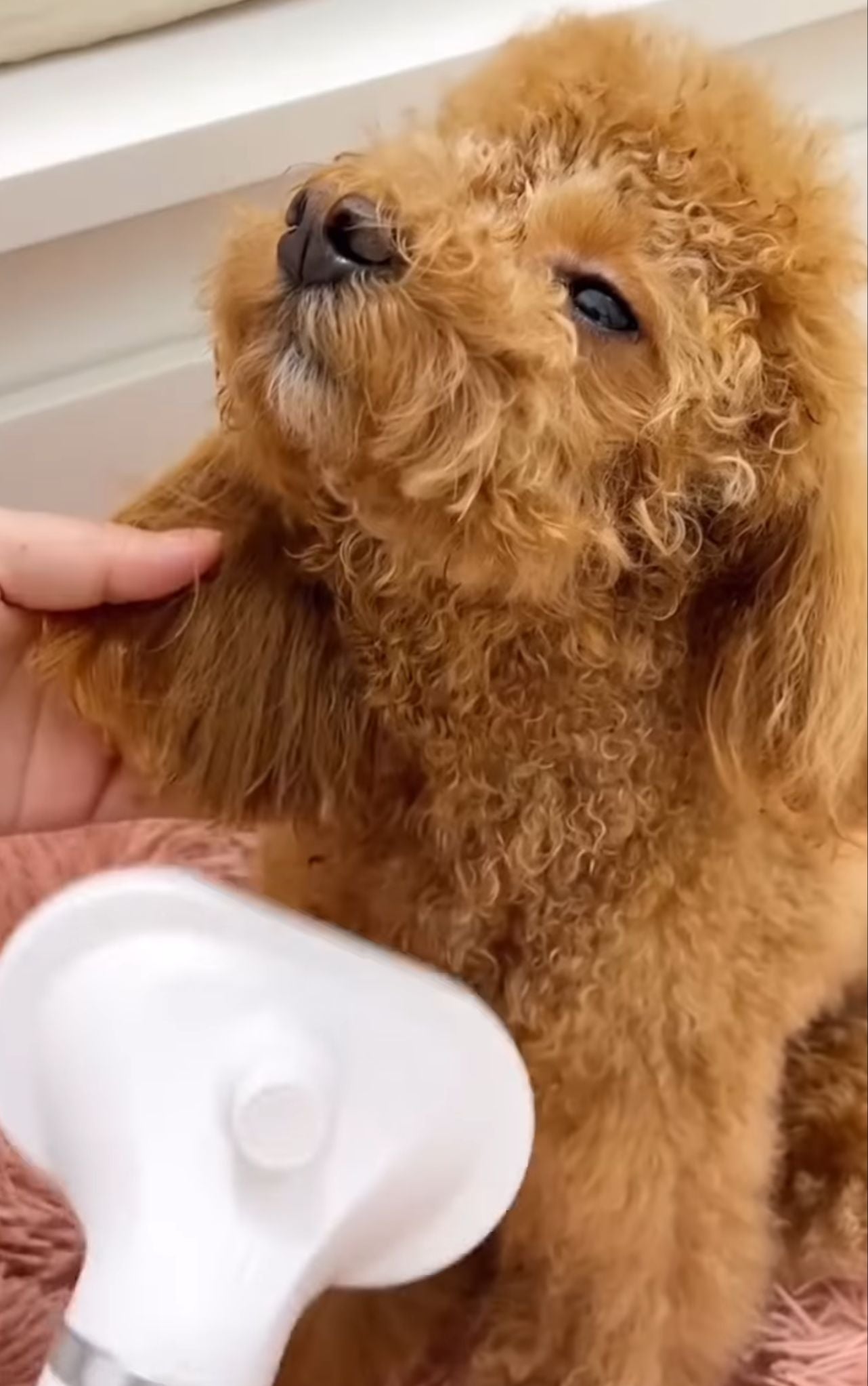 Maltipoodle