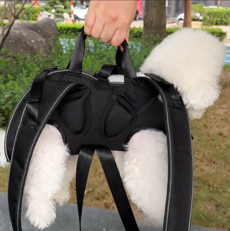 Maltipoodle