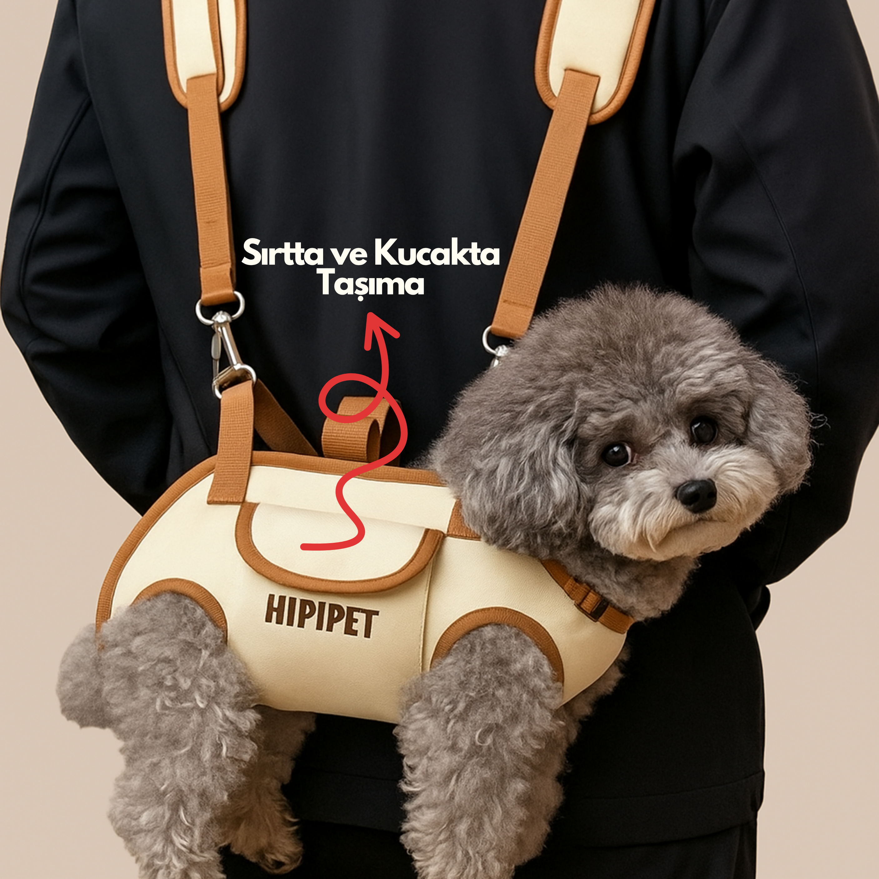 Maltipoodle