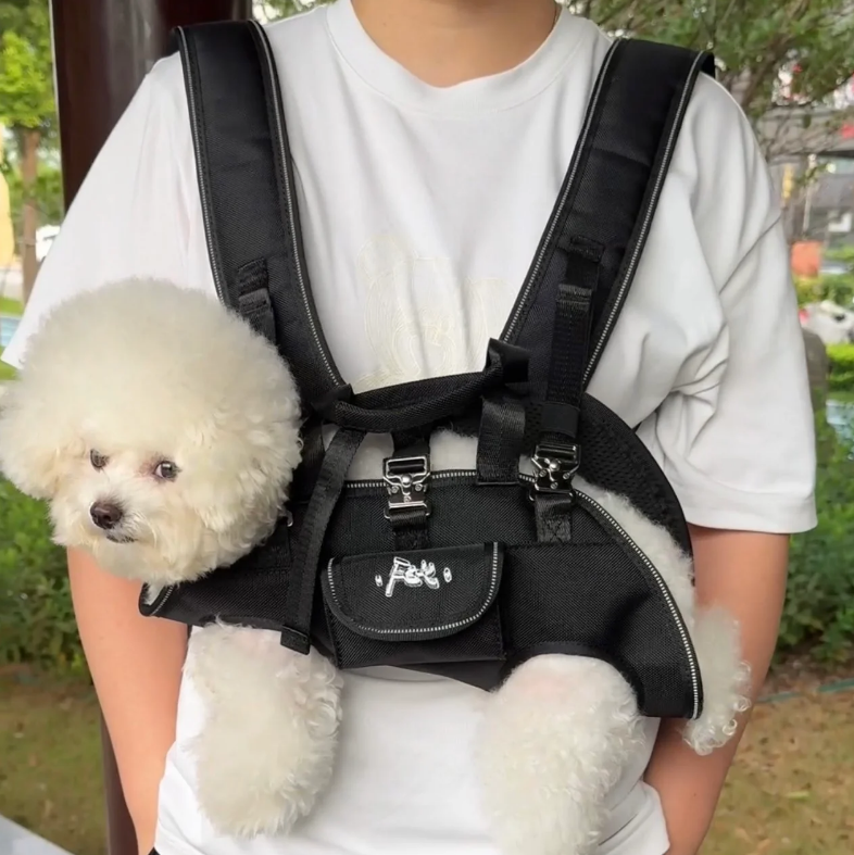 Maltipoodle
