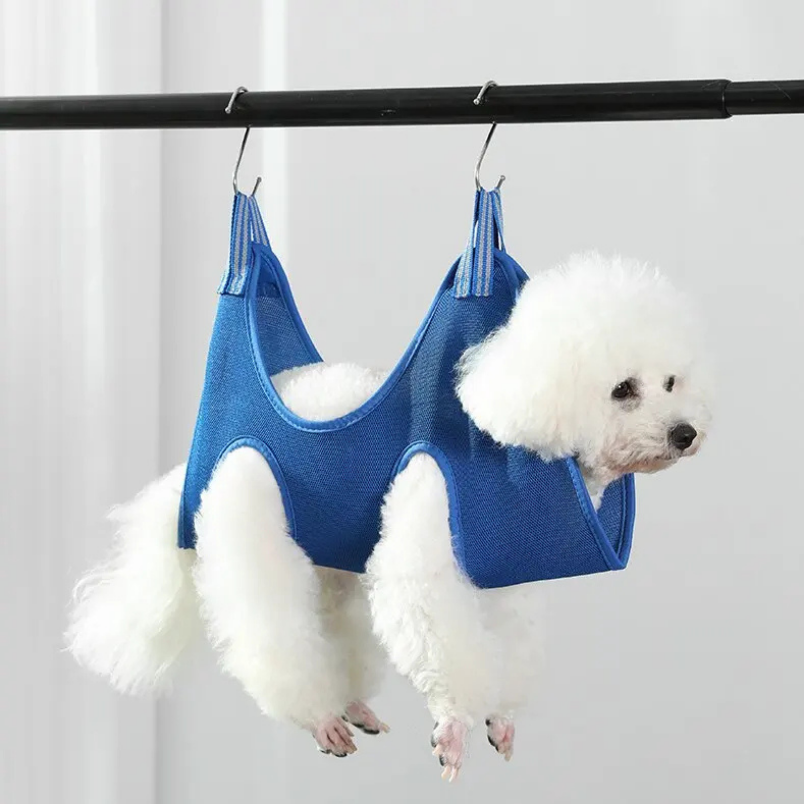 Maltipoodle